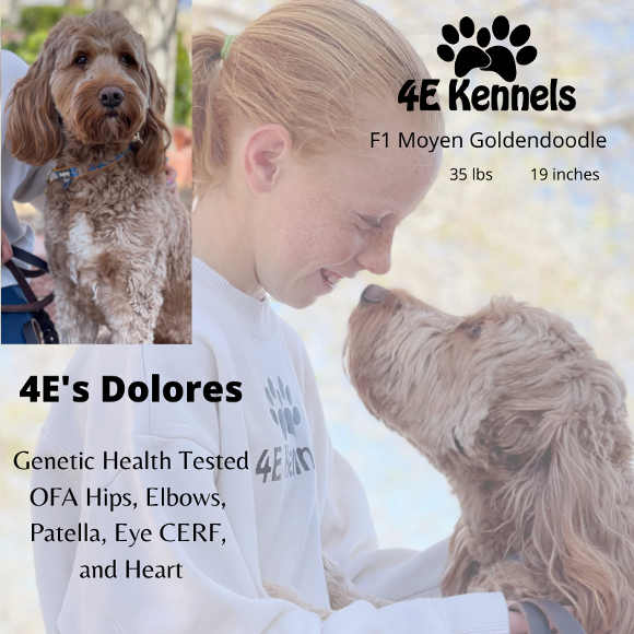 Goldendoodle Breeder Las Vegas Badass Breeder 4E Kennels